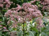 Boneset Eupatorium - Indian Sage