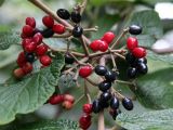 Viburnum Berries