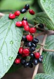 Viburnum Berries