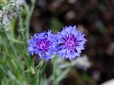 Stokesia