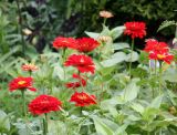 Red Zinnias