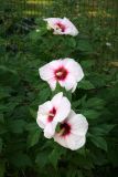 Giant Pancake Hibiscus Cascade