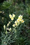 Linaria