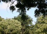 Pagoda Tree Blossoms
