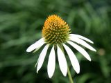 Echinacea