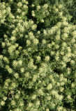 Scholar Tree in Bloom