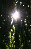 Sunlight through the Willow Curtain