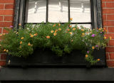 Window Diascia Flower Box with Reflection