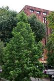 Golden Larch Tree & NYU Library