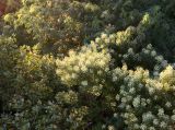 Golden Evening Light on the Tree Tops