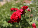 Don Juan Roses