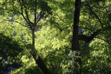 Black Locust Tree Foliage