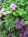 Pink Impatiens, Coleus & Oxalis