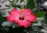 Hibiscus Blossom