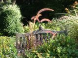 Robin Catching the Sun on a Garden Bench