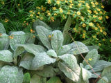 Lambs Ear & Asters