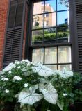 Windown Flower Box & Reflections