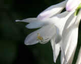 Hosta