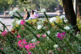 Cleome Flower Garden