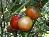 Tomato Crop