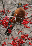 Robin in Hawthorne Tree