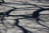 Crab Apple Tree Branch Shadows