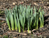 Daffodil Sprouts