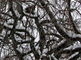 Melting Snow on a Beech Tree
