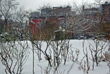 Garden View - Rose Bushes