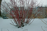 Red Twig Dogwood