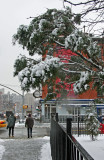 Juniper Tree at LaGuardia Place & West Houston