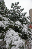 Snow and Pine Tree