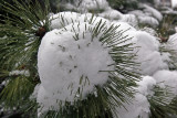 Snow and Pine