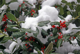 Holly and Snow