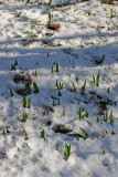 Tulip Sprouts in Snow