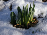Daffodil Spouts in Snow