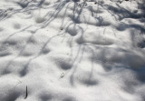 Snow & Shadows