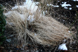 Grass & Snow