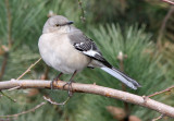 Mockingbird