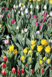 Farmers Market - Tulips
