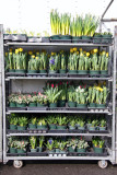 Farmers Market - Spring Flowers