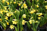Farmers Market - Miniature Daffodils