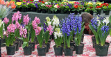 Farmers Market - Hyacinths