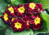 Farmers Market - Primroses