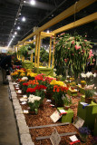 Flower Show - Prize Winners