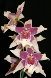 Flower Show - Orchids