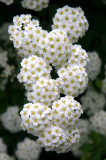 Bridal Veil or Spirea Japonica