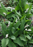 Lily of the Valley