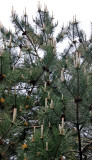 Candelabra Long Needle Pine Tree