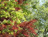 Beech and Sycamore Tree Foliage